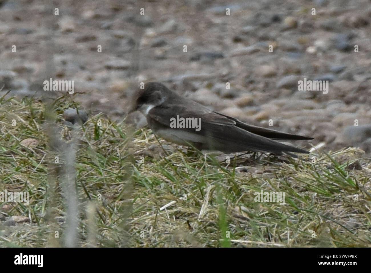 Bank Swallow (Riparia riparia Stock Photo - Alamy
