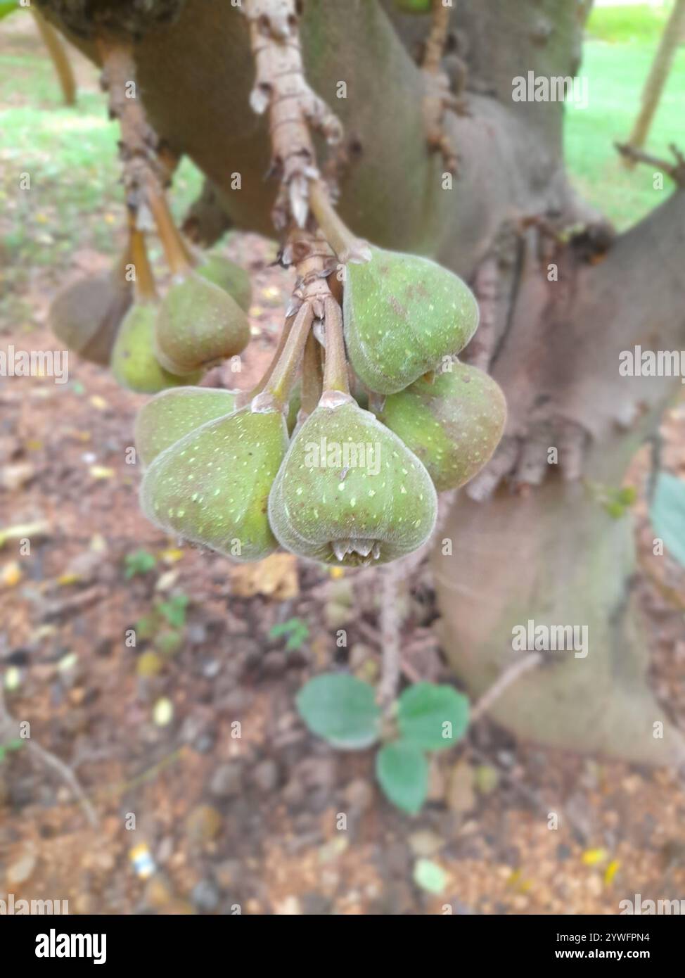 Roxburgh fig ficus auriculata hi-res stock photography and images - Alamy