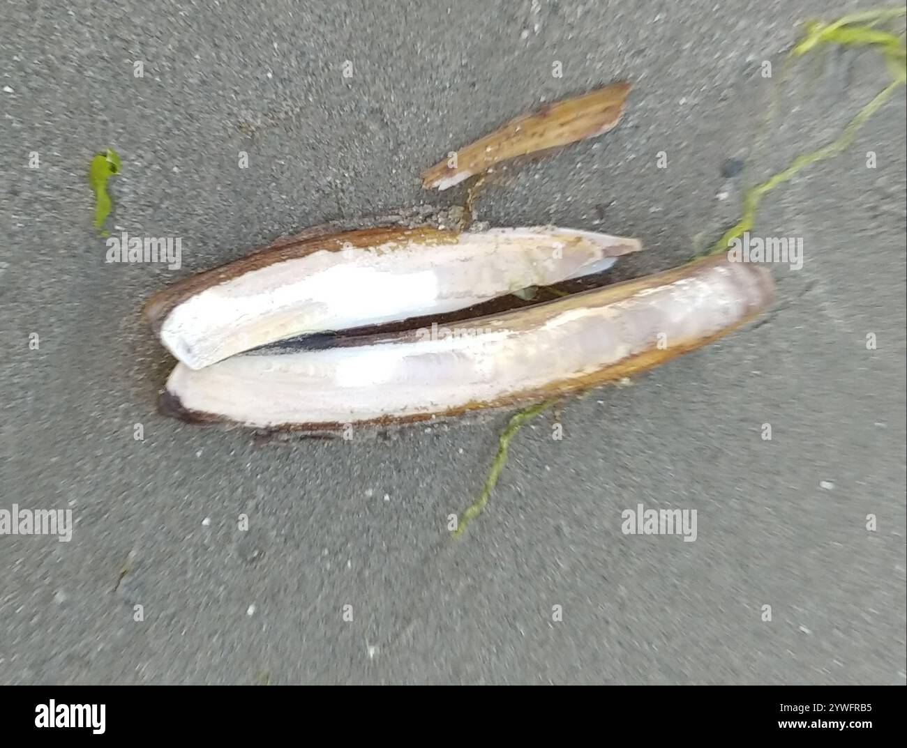Atlantic Jackknife (Ensis leei Stock Photo - Alamy