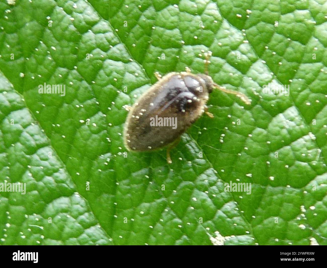 Marsh Beetles (Scirtidae Stock Photo - Alamy