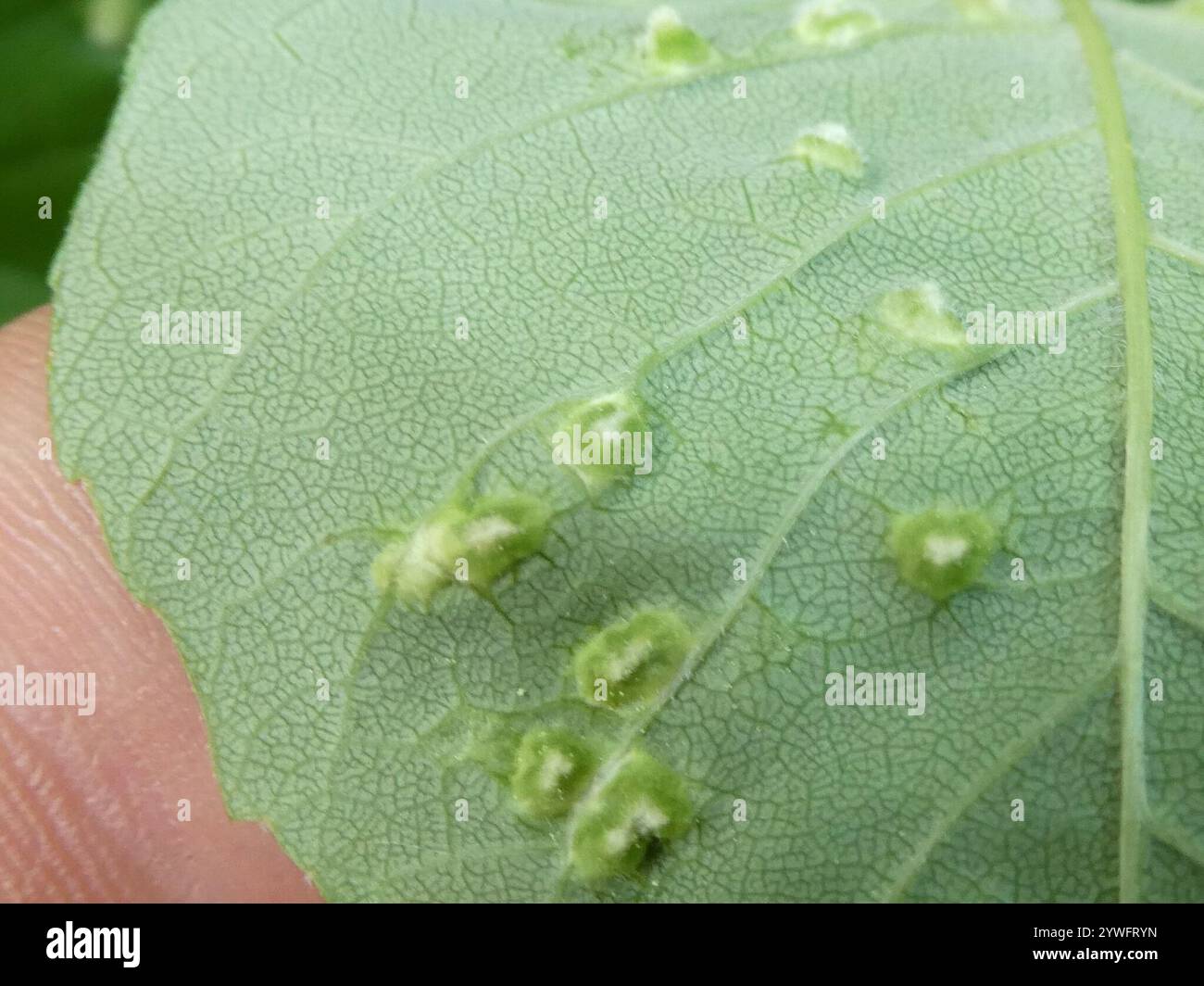 Ash Bead Gall Mite (Aceria fraxini Stock Photo - Alamy