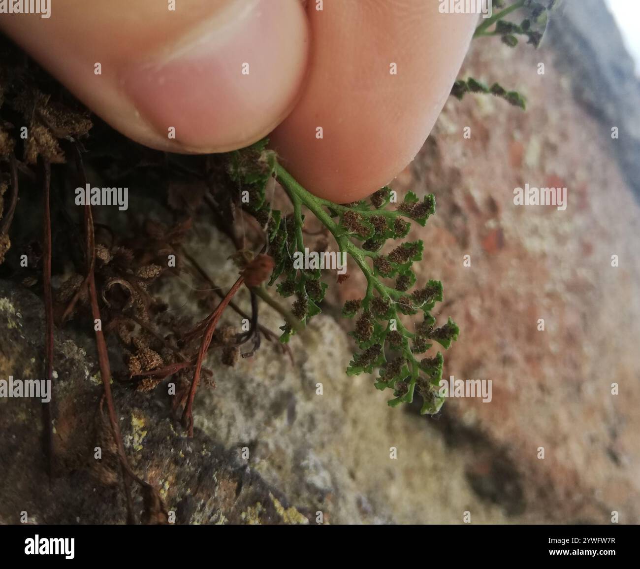 wall-rue (Asplenium ruta-muraria Stock Photo - Alamy