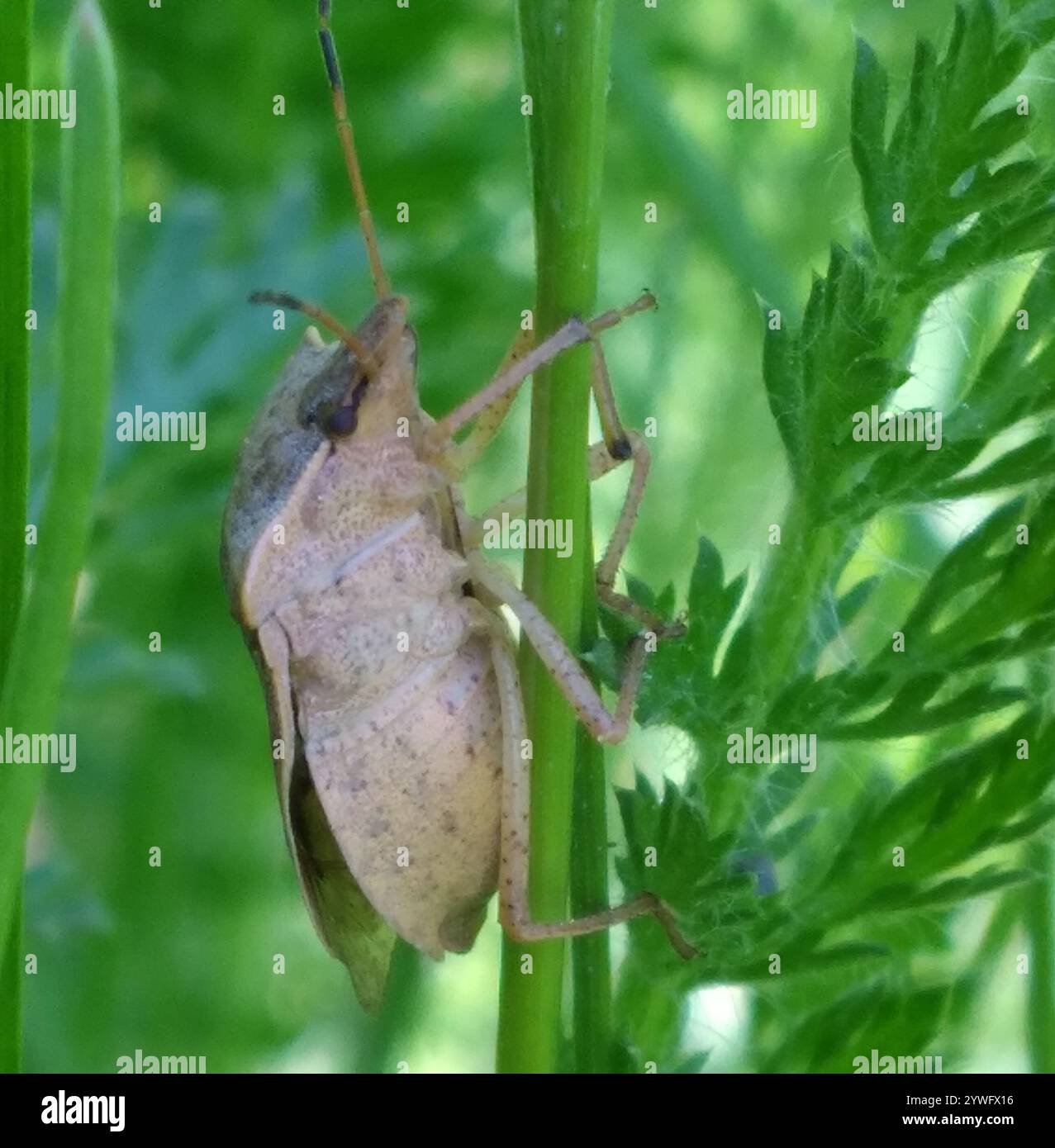 Brown Stink Bugs (Euschistus Stock Photo - Alamy