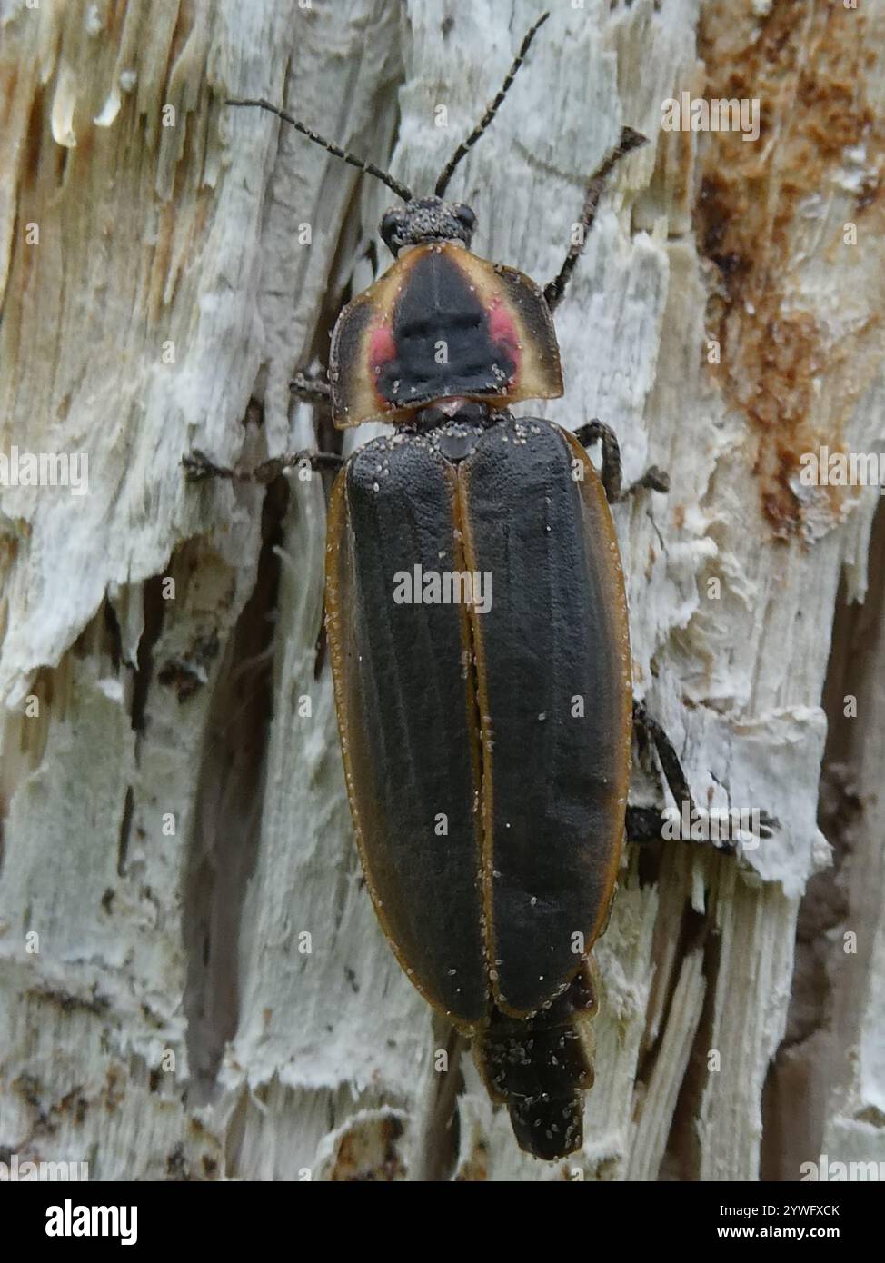 Spring Tree-Top Flasher (Pyractomena borealis Stock Photo - Alamy