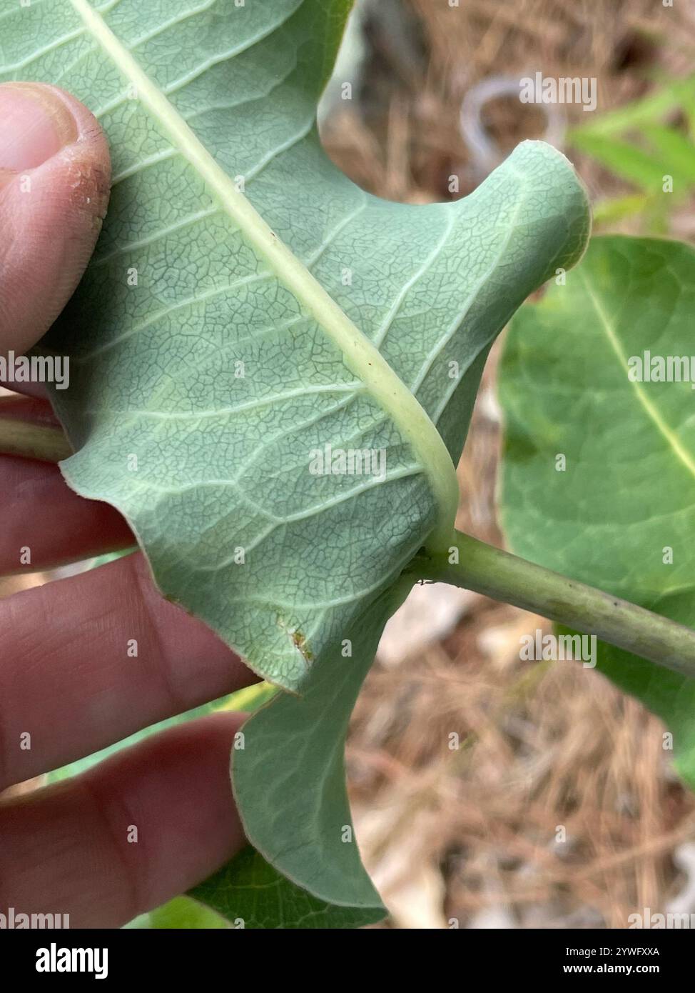 clasping milkweed (Asclepias amplexicaulis Stock Photo - Alamy