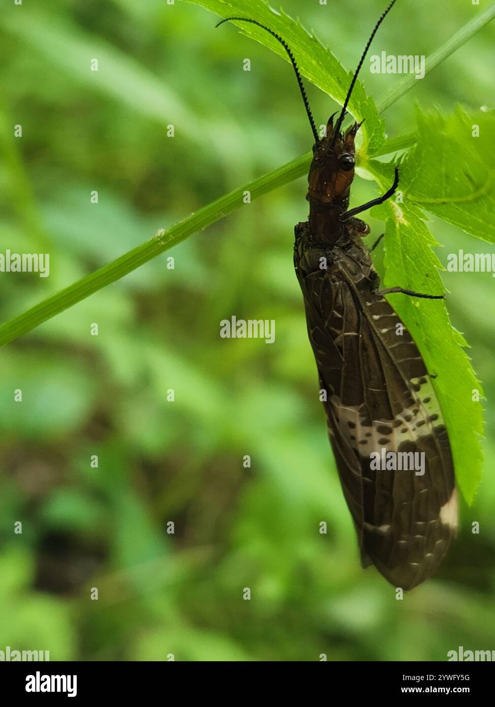 Banded Dark Fishfly (Nigronia fasciata Stock Photo - Alamy