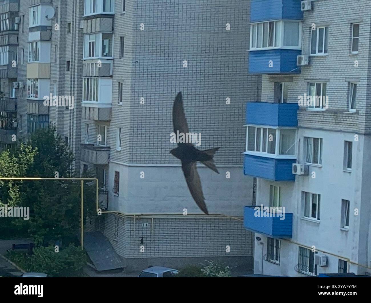 Common Swift (Apus apus Stock Photo - Alamy