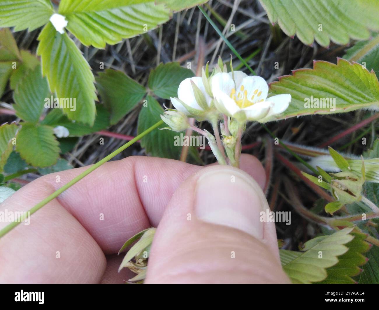 Morango Verde green strawberry (Fragaria viridis Stock Photo - Alamy