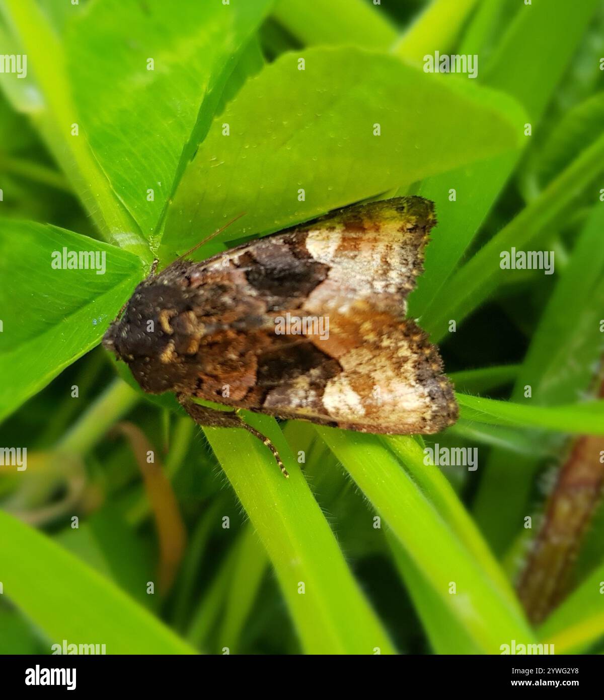 Small angle shades euplexia lucipara stock photo alamy
