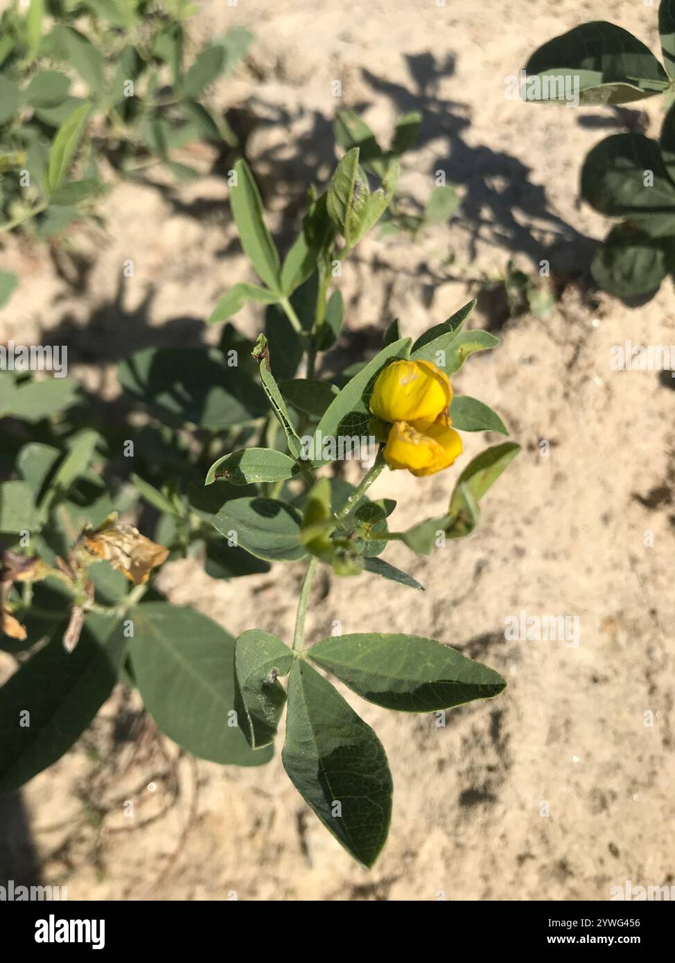 Golden bean (Thermopsis rhombifolia) Stock Photo