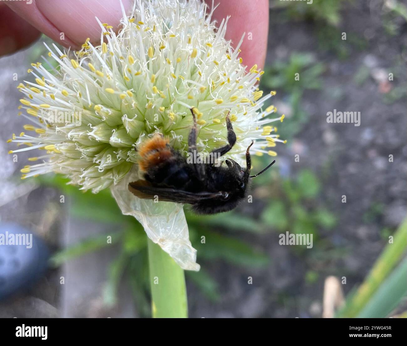 Hill Cuckoo Bumble bee (Bombus rupestris Stock Photo - Alamy