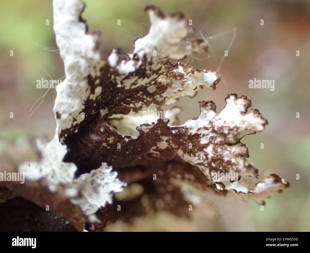 Crumpled rag lichen hi-res stock photography and images - Alamy