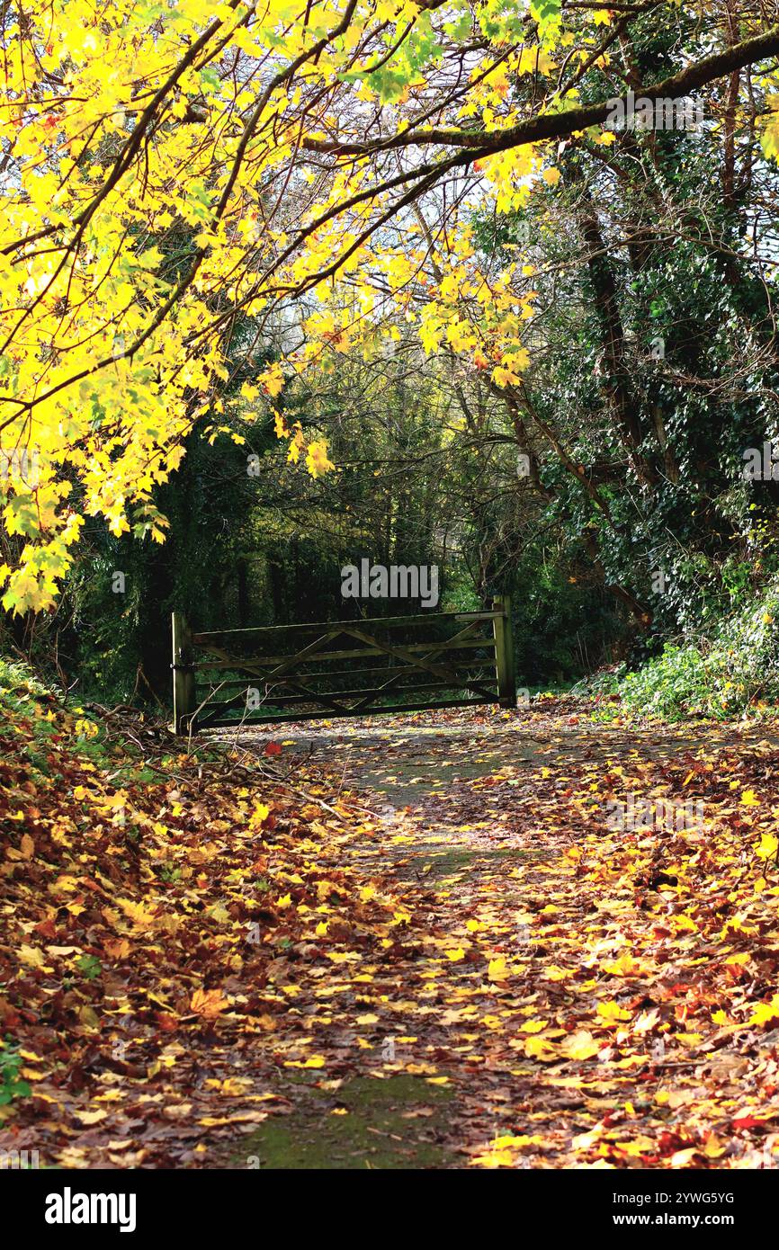 Autumn leaves and gate hi-res stock photography and images - Alamy