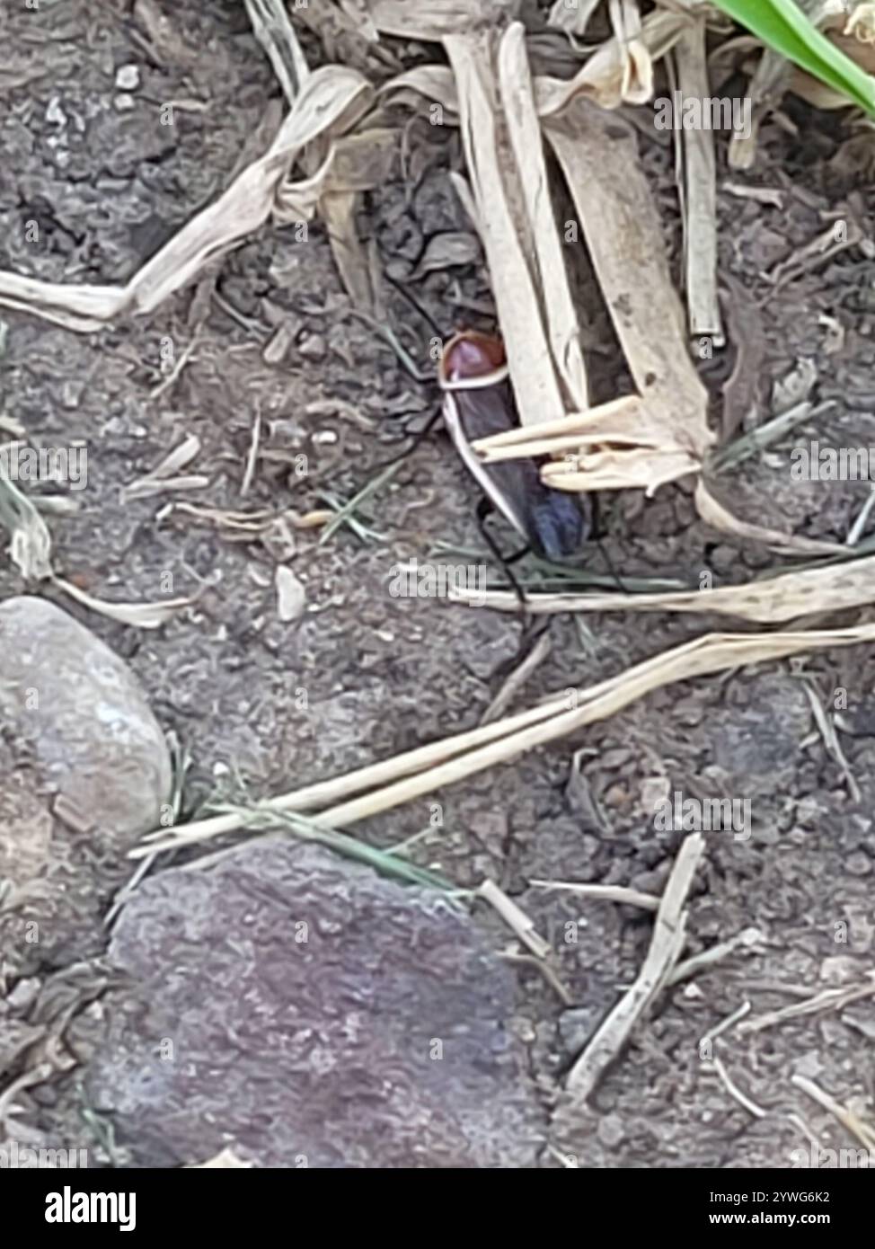 Pale bordered field cockroach hi-res stock photography and images - Alamy