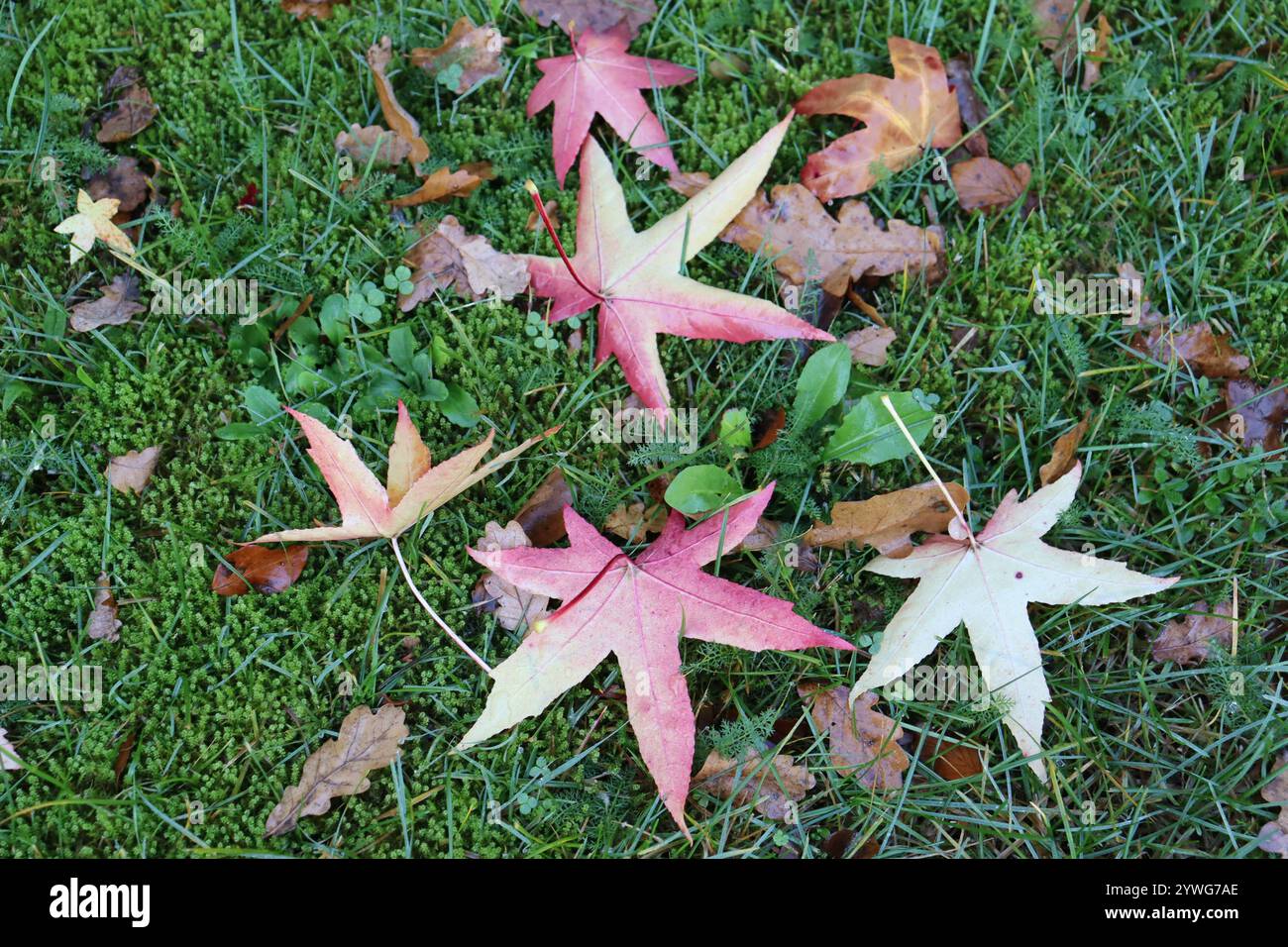 farbenfrohe, sternförmige Blätter eines Amberbaumes (Liquidambar styraciflua) leuchten im Herbst in wunderschönen warmen Farben auf saftigem Gras Stock Photo