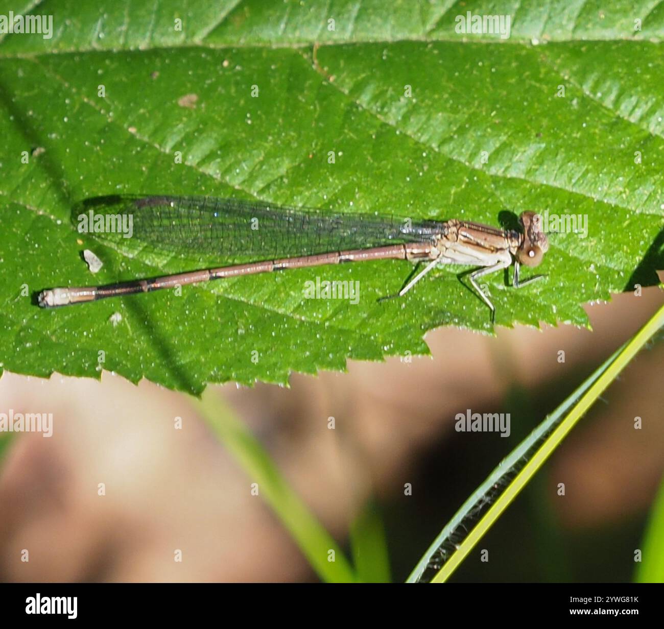 Variable Dancer Variable dancer hi-res stock photography and images - Alamy