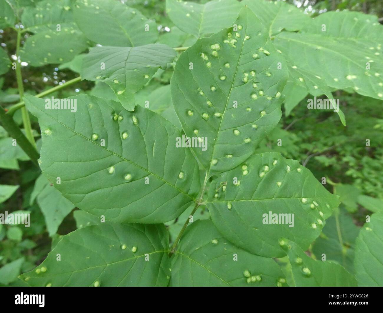 Ash Bead Gall Mite (Aceria fraxini Stock Photo - Alamy