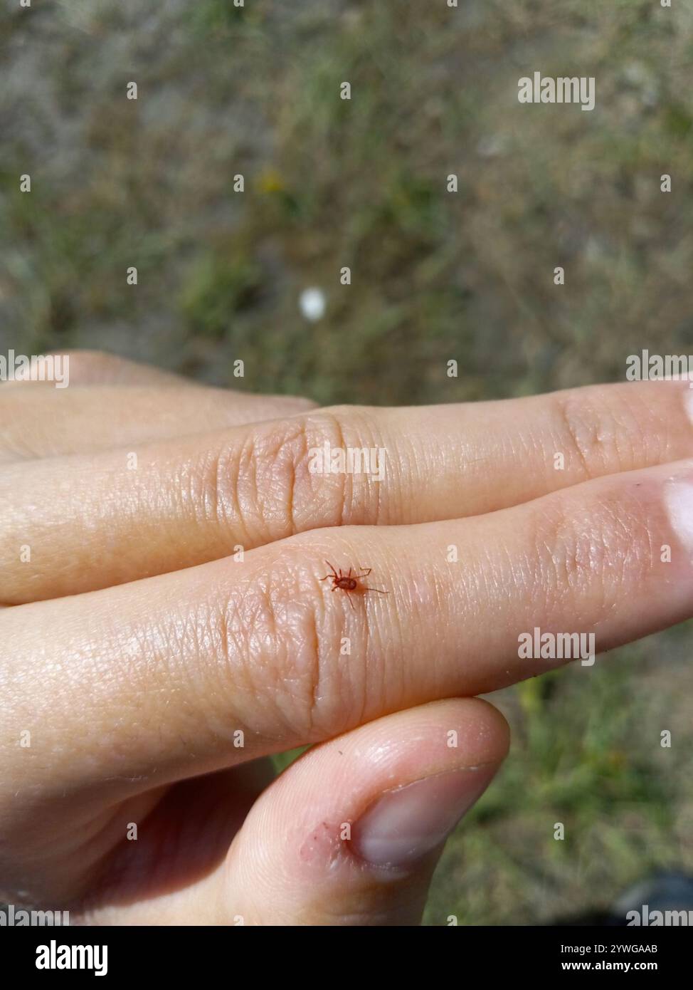 Mites and Ticks (Acari Stock Photo - Alamy