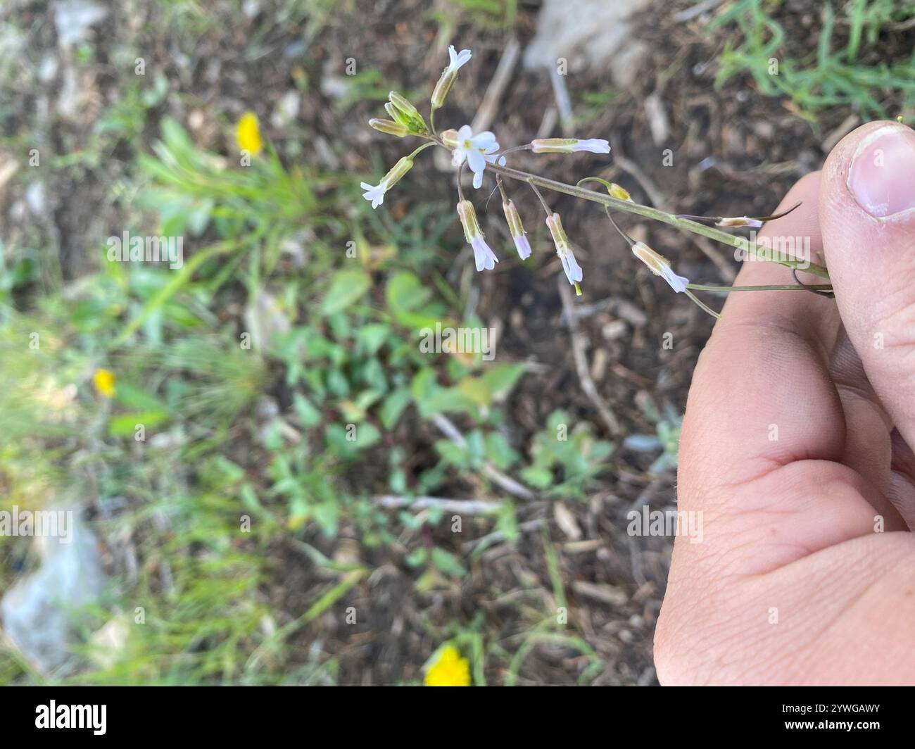 drummond's rockcress (Boechera stricta Stock Photo - Alamy