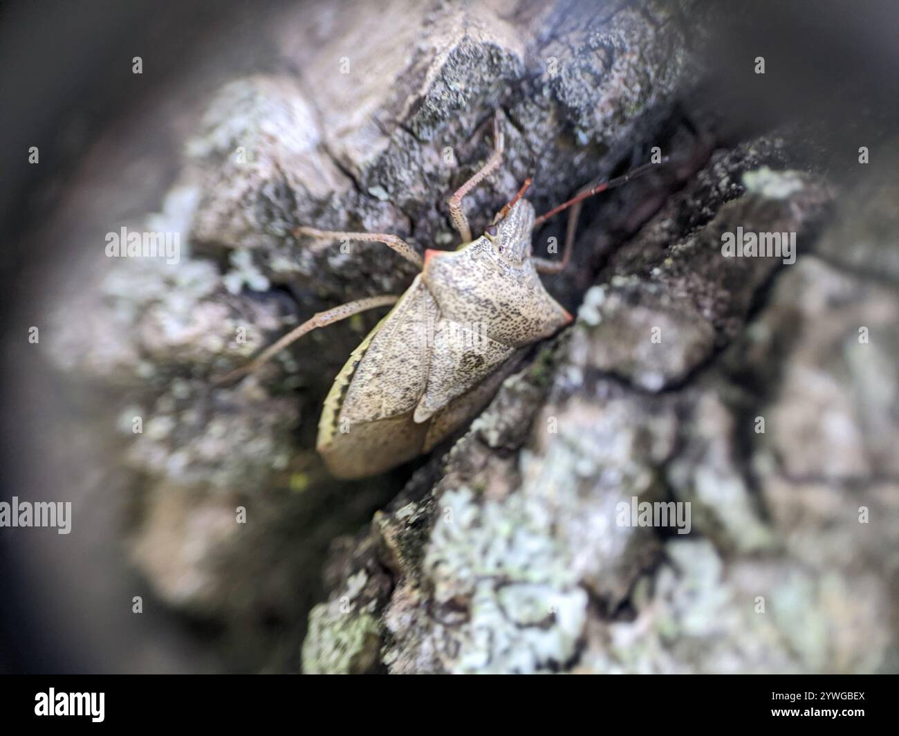 Brown Stink Bugs (Euschistus Stock Photo - Alamy