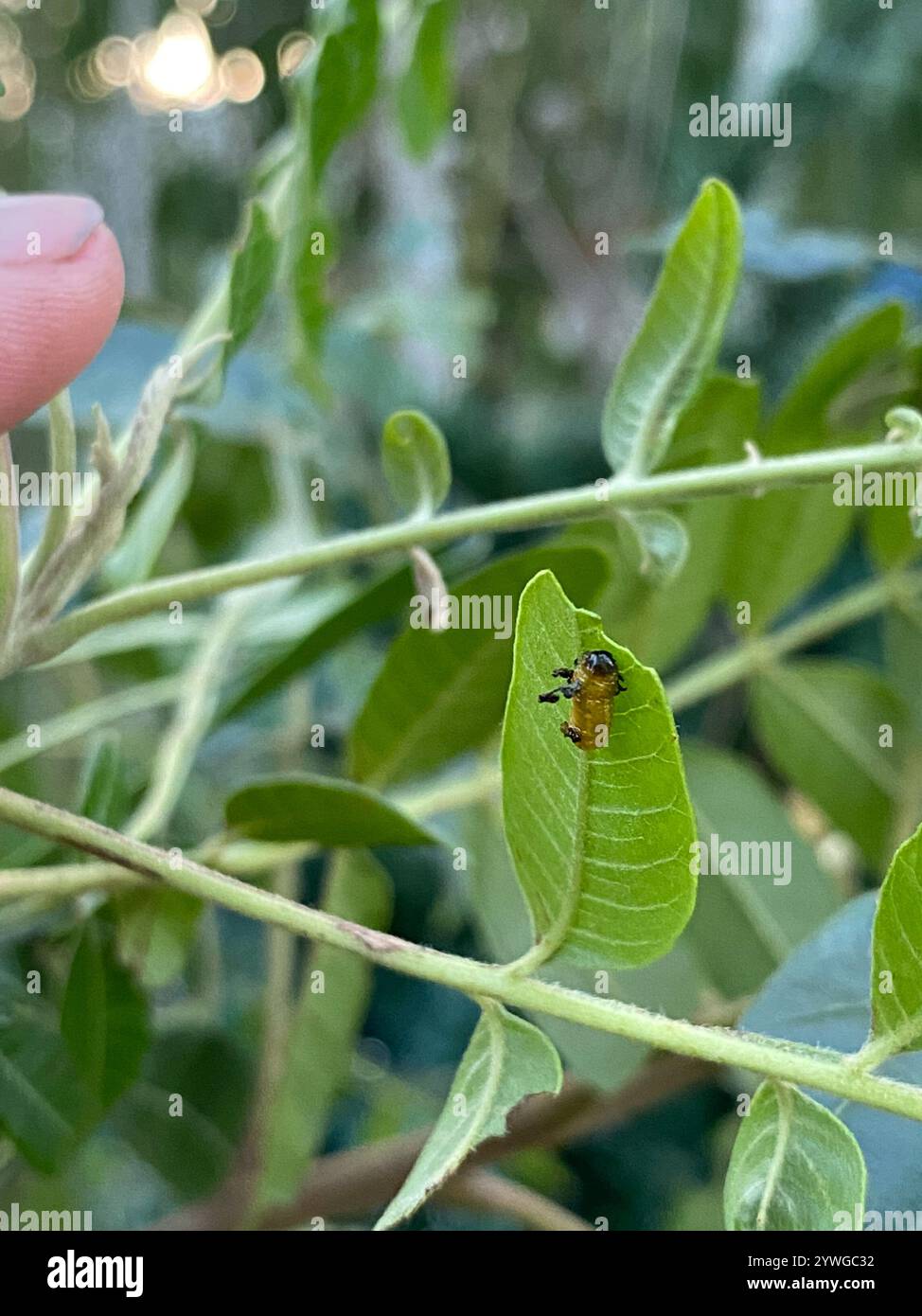 Blepharida hi-res stock photography and images - Alamy