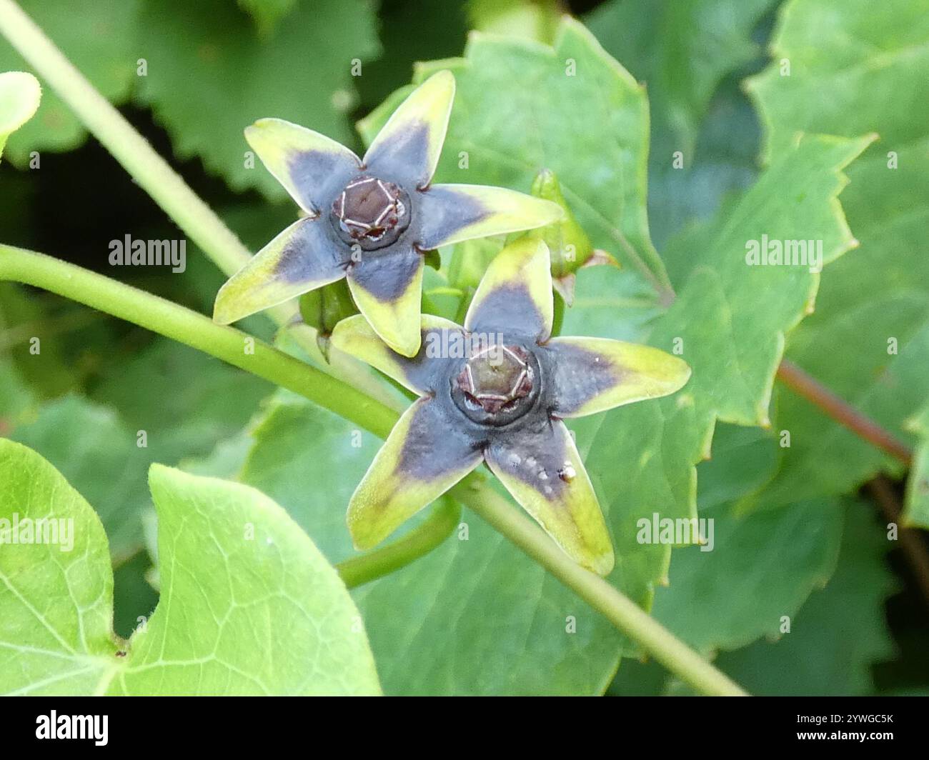 Anglepod (Gonolobus suberosus Stock Photo - Alamy