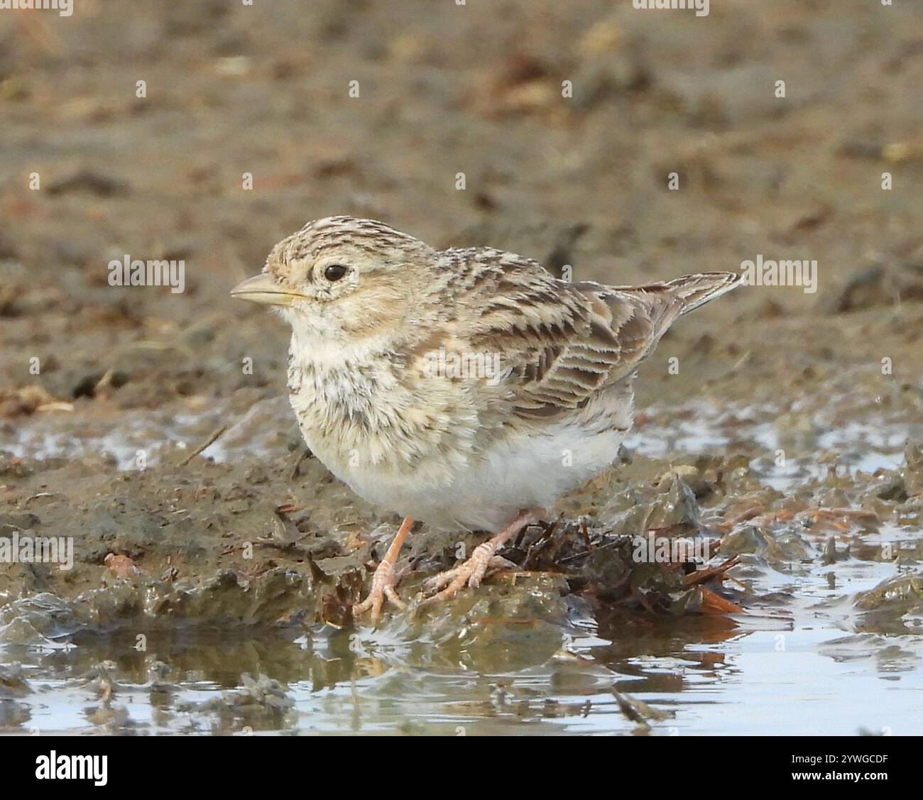 Turkestan Short-toed Lark (Alaudala heinei Stock Photo - Alamy