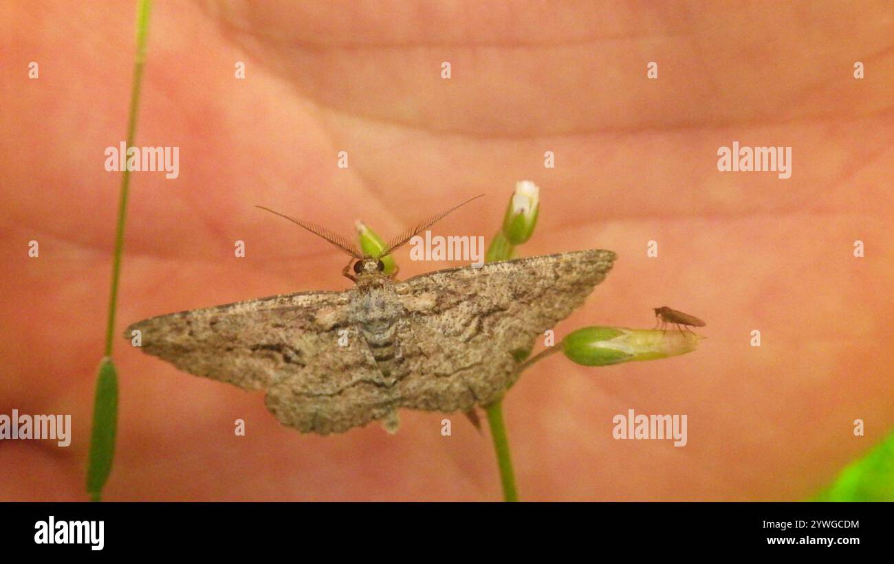 North American Common Gray (Anavitrinella pampinaria Stock Photo - Alamy
