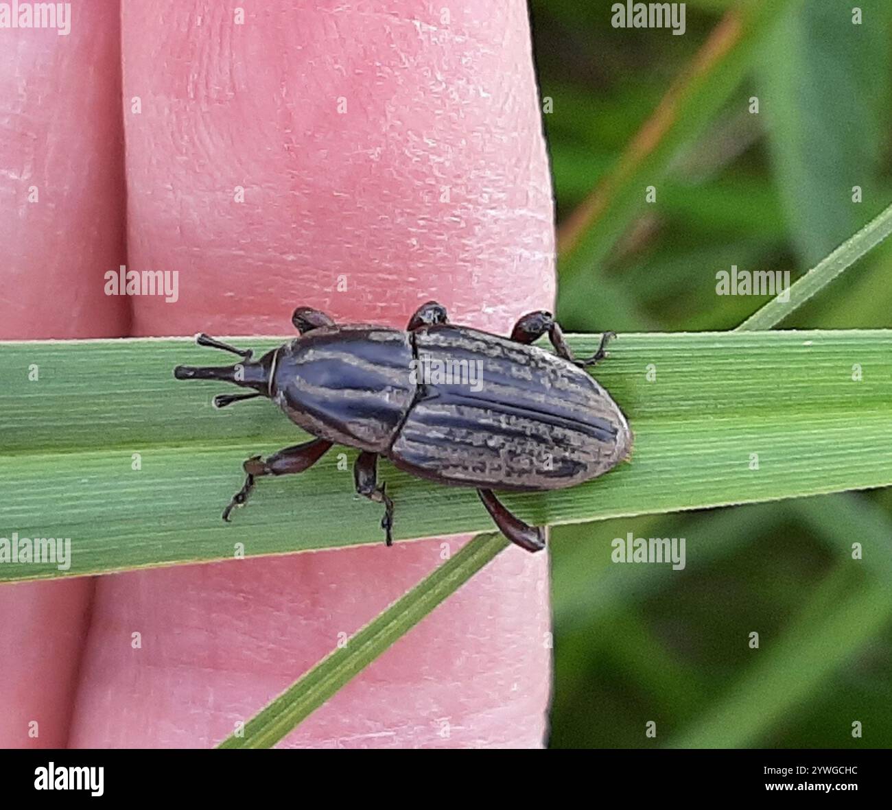 Tule Billbug (Sphenophorus australis Stock Photo - Alamy