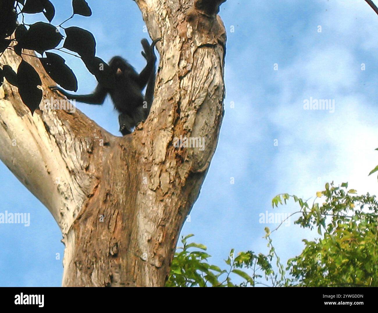 Black-faced Black Spider Monkey (Ateles chamek Stock Photo - Alamy