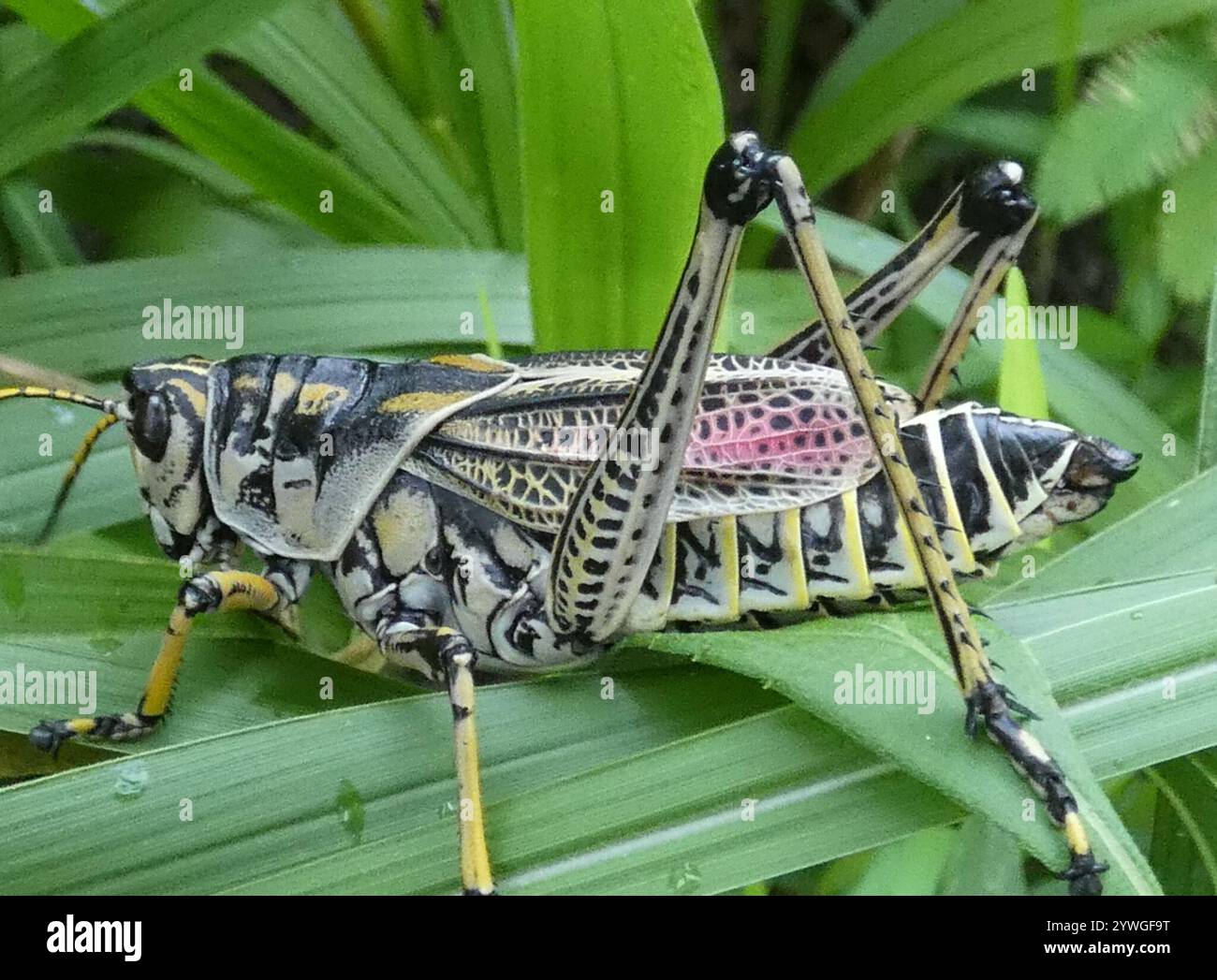 Eastern Lubber Grasshopper (Romalea microptera Stock Photo - Alamy