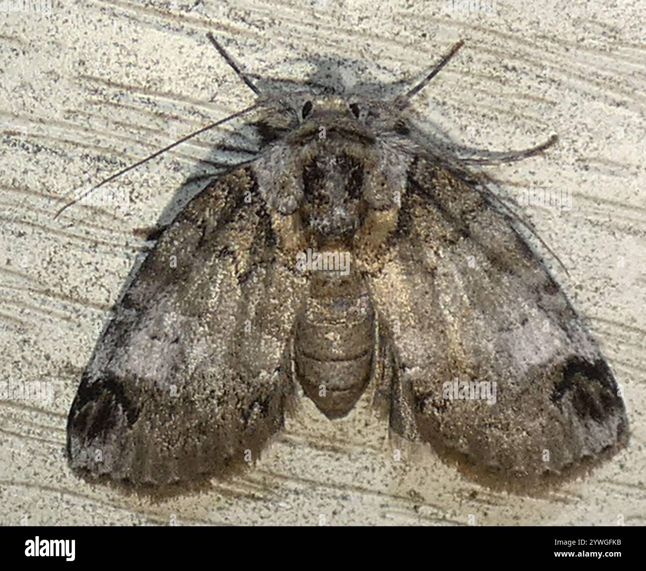 Sleeping Baileya Moth (Baileya dormitans Stock Photo - Alamy