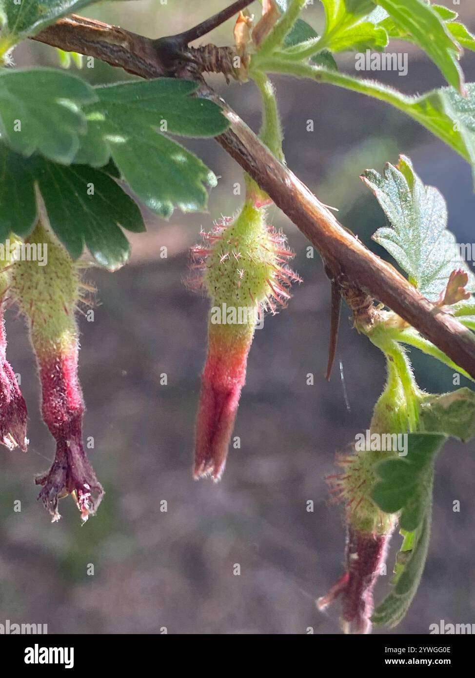 Sierra Gooseberry (Ribes roezlii Stock Photo - Alamy