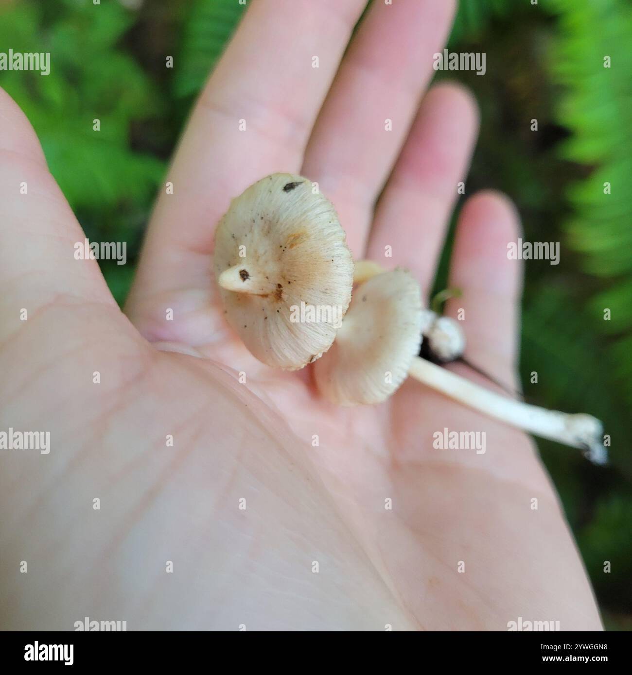 Inocybe geophylla hi-res stock photography and images - Alamy