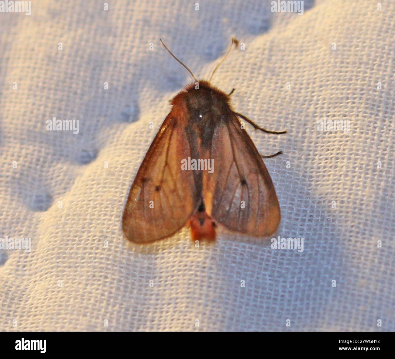 Ruby Moth Ruby Tiger Moth (Phragmatobia fuliginosa Stock Photo - Alamy