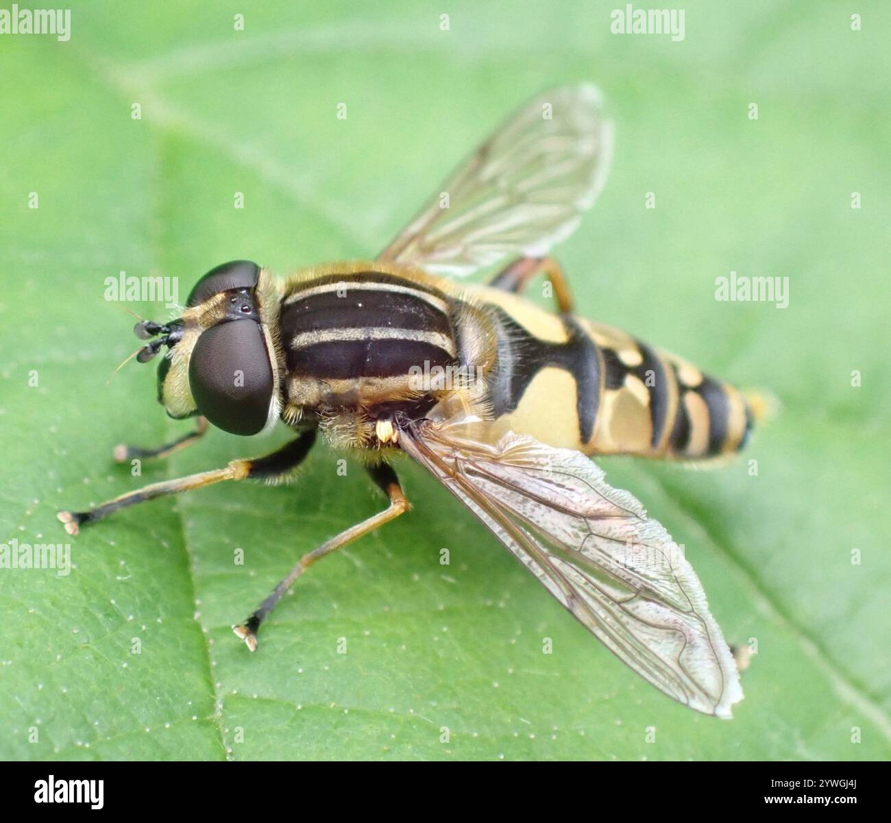 Sun Fly (Helophilus pendulus Stock Photo - Alamy
