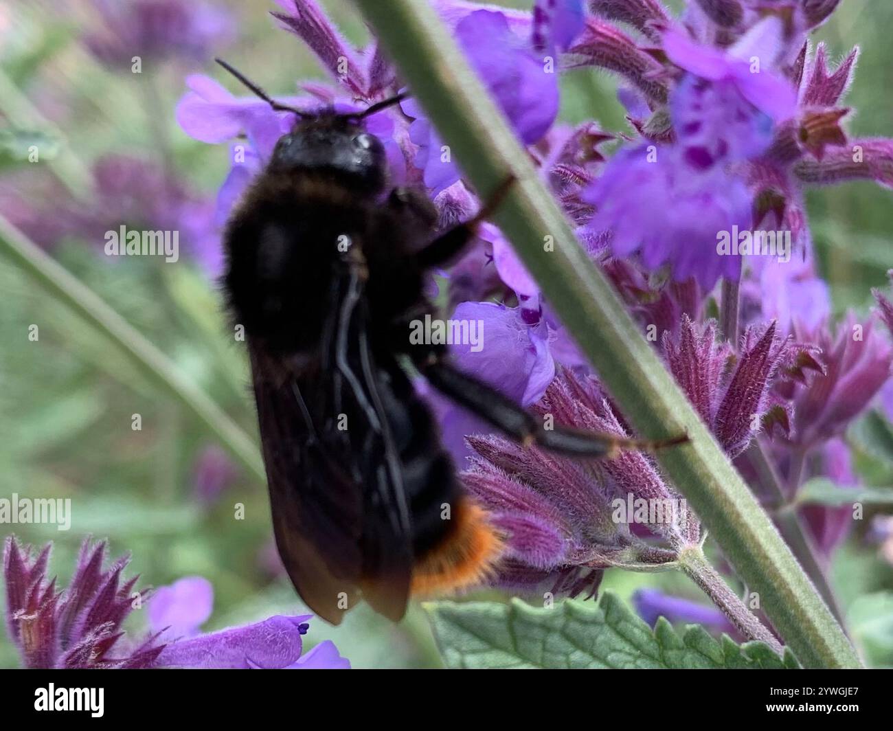 Hill Cuckoo Bumble bee (Bombus rupestris Stock Photo - Alamy