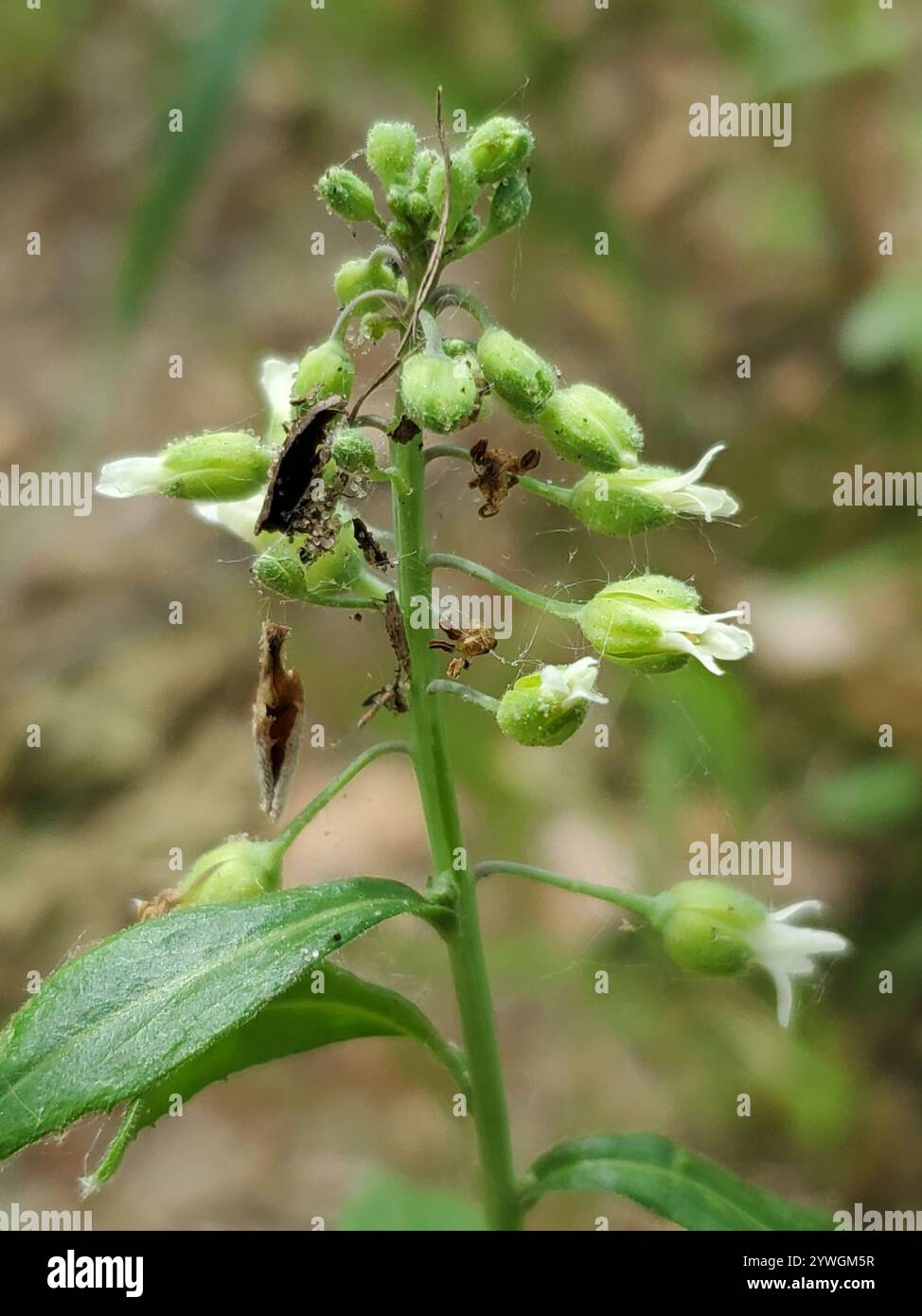 sicklepod (Borodinia canadensis) Stock Photo