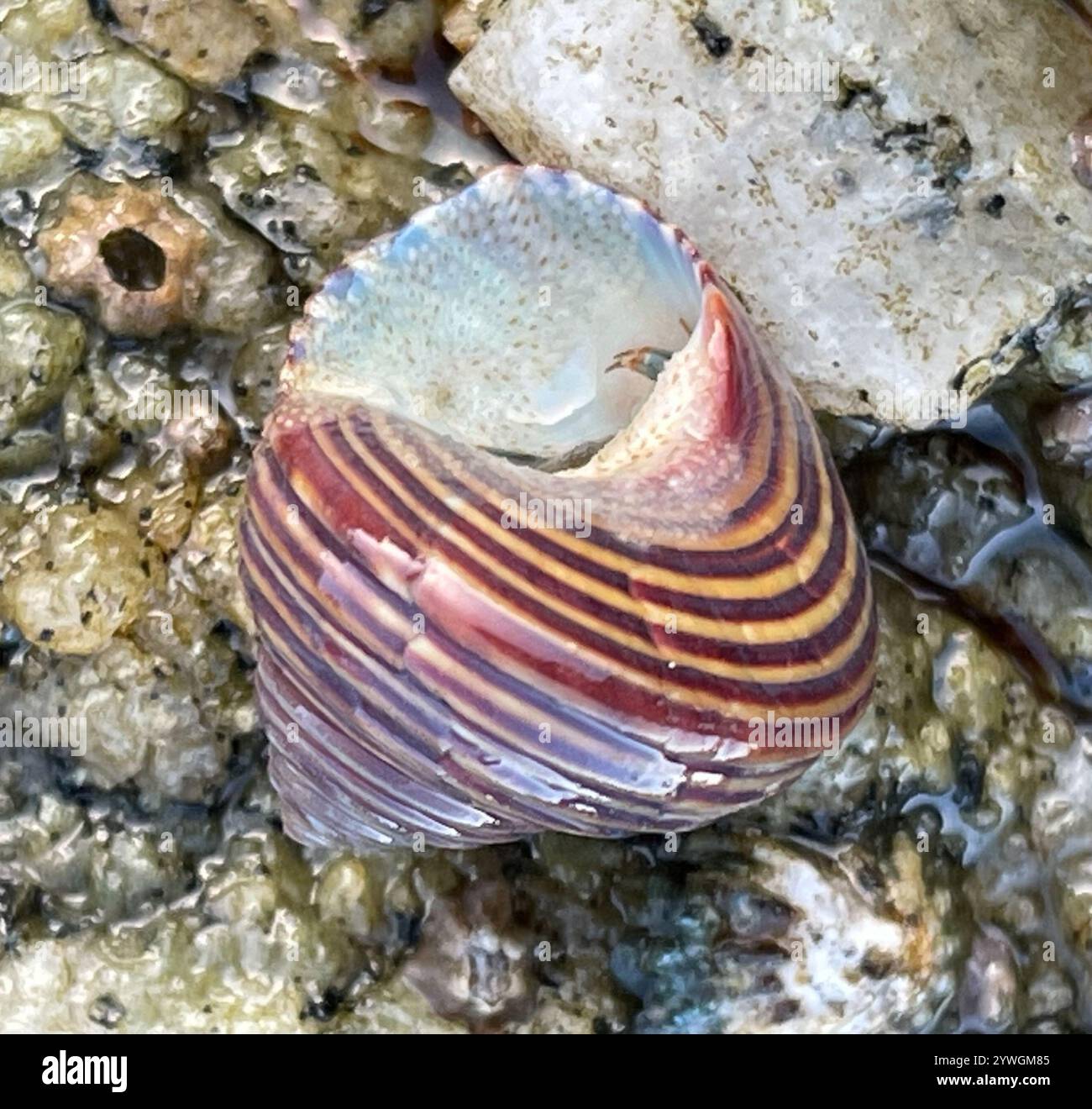 Blue ringed top snail hi-res stock photography and images - Alamy