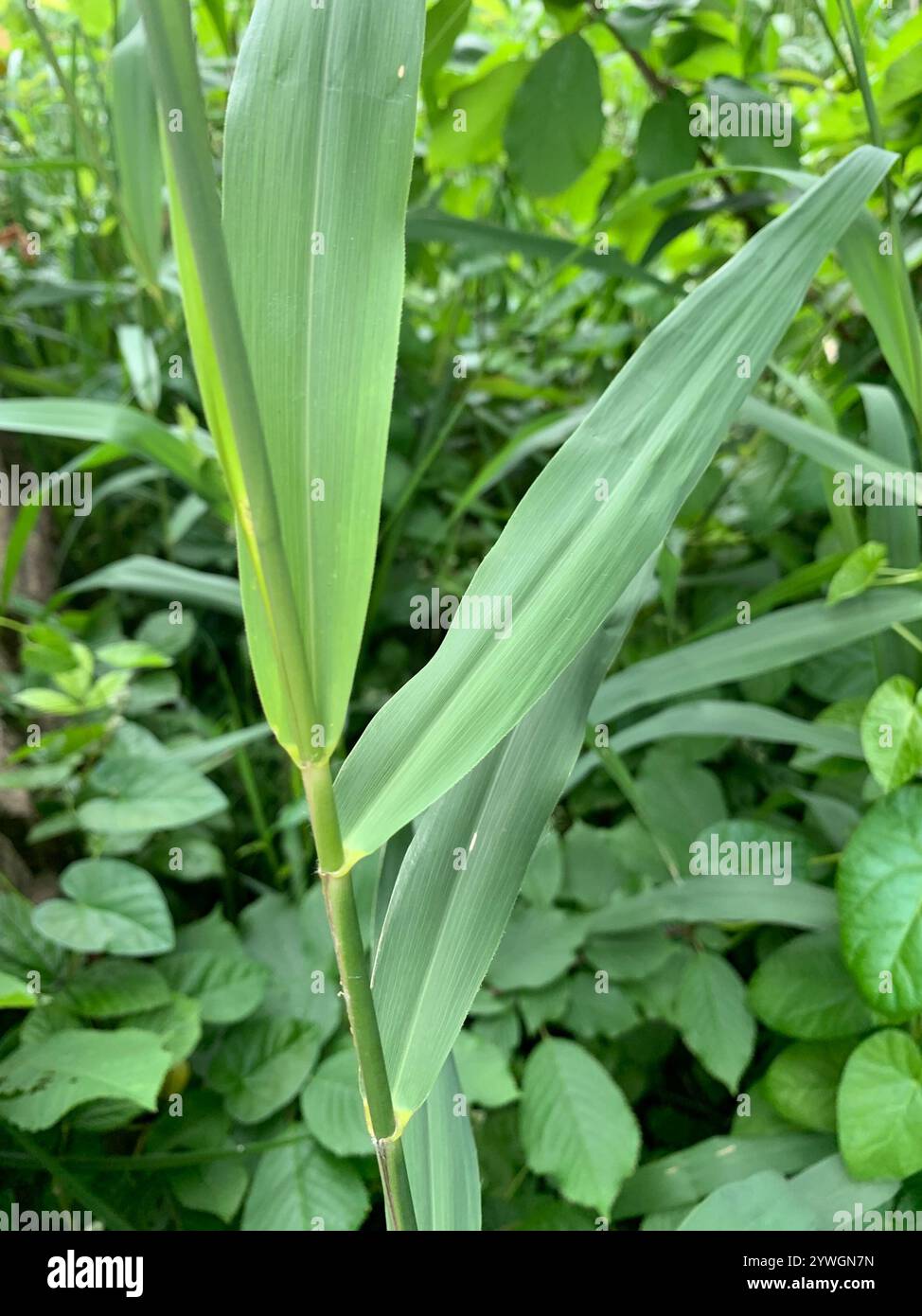 European reed (Phragmites australis australis Stock Photo - Alamy