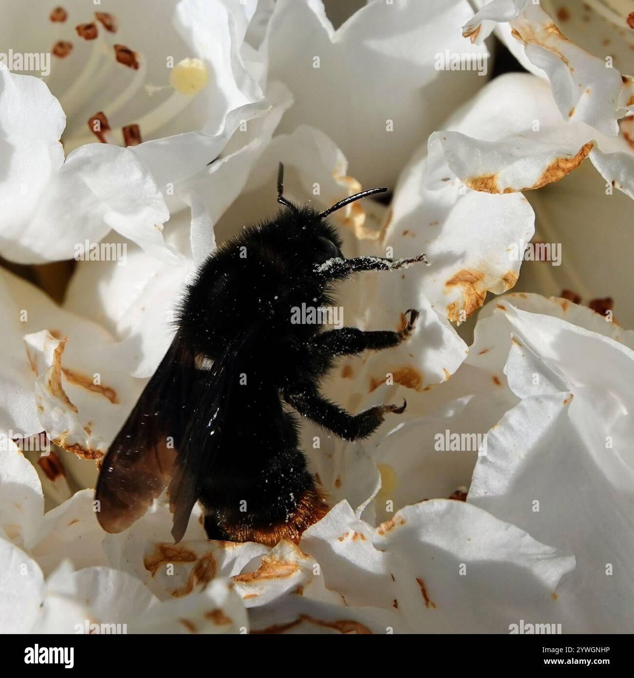 Hill Cuckoo Bumble bee (Bombus rupestris Stock Photo - Alamy