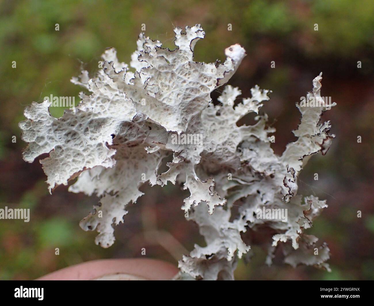 Crumpled rag lichen hi-res stock photography and images - Alamy