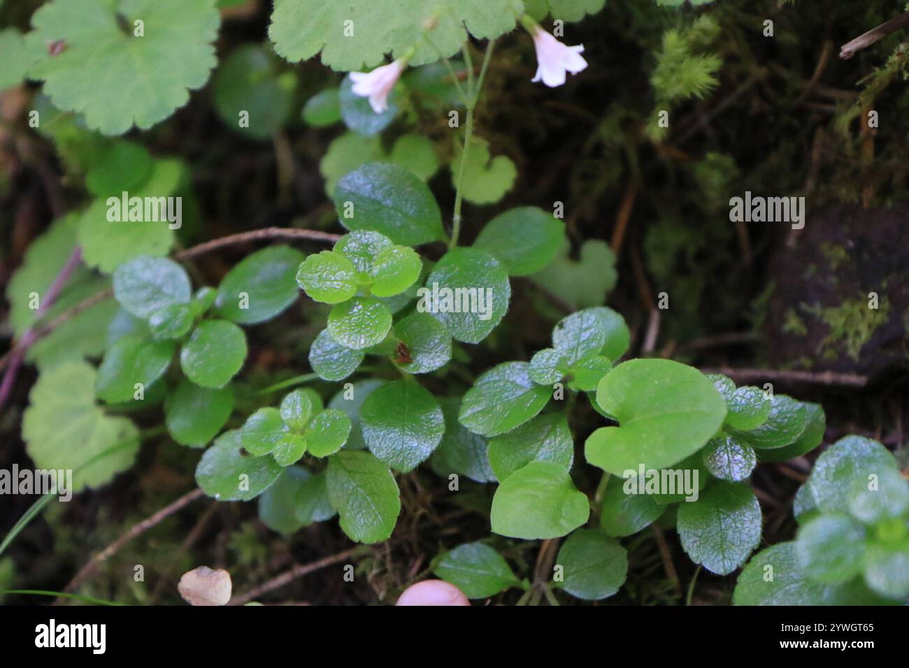 Twinflower (Linnaea borealis Stock Photo - Alamy