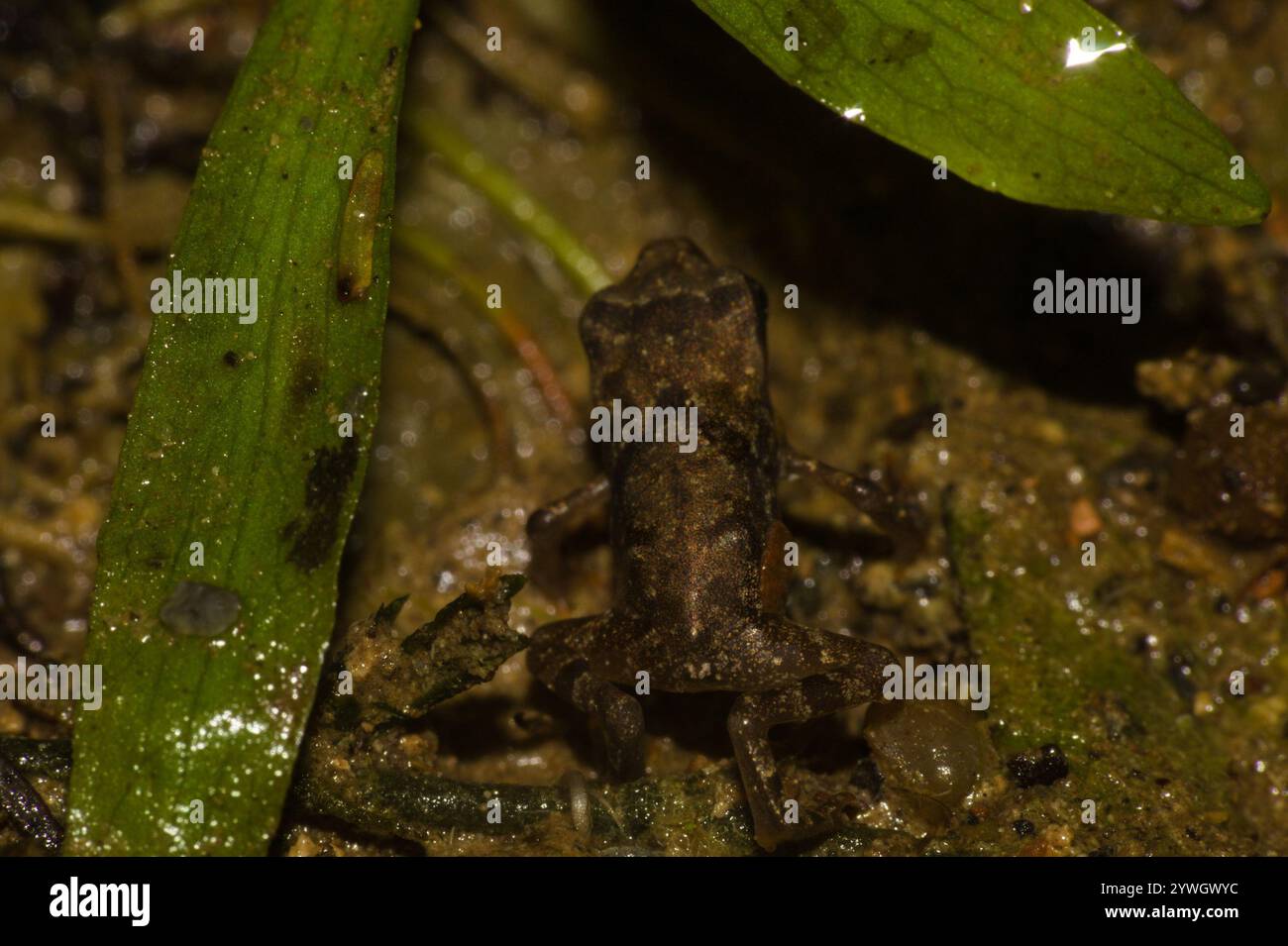 Frogs and Toads (Anura Stock Photo - Alamy