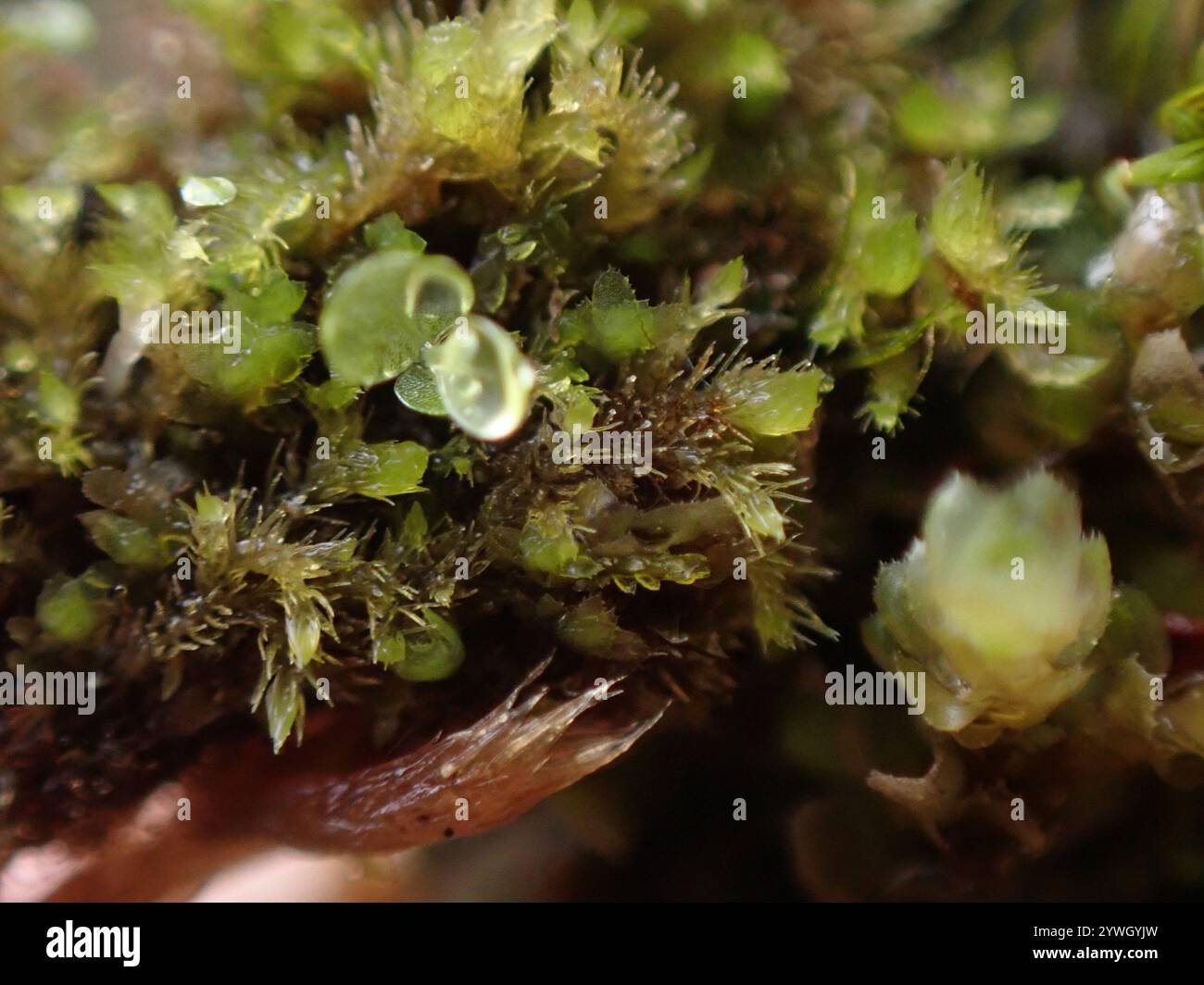 Hairy Threadwort Blepharostoma Trichophyllum Stock Photo Alamy hairy-threadwort-blepharostoma-trichophyllum-stock-photo-alamy