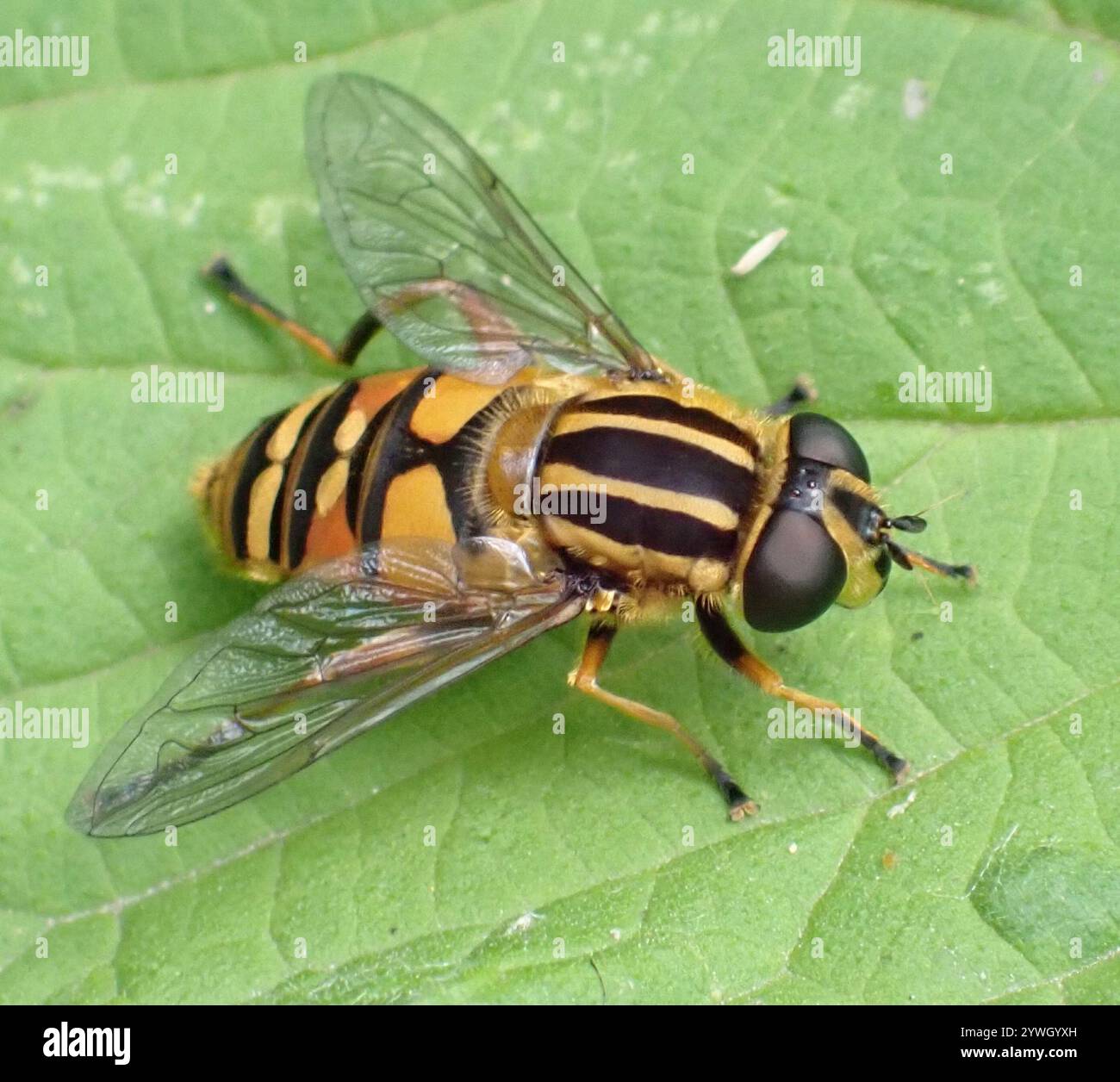 Sun Fly (Helophilus pendulus Stock Photo - Alamy