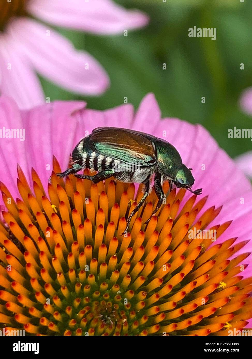 Japanese Beetle (Popillia japonica Stock Photo - Alamy