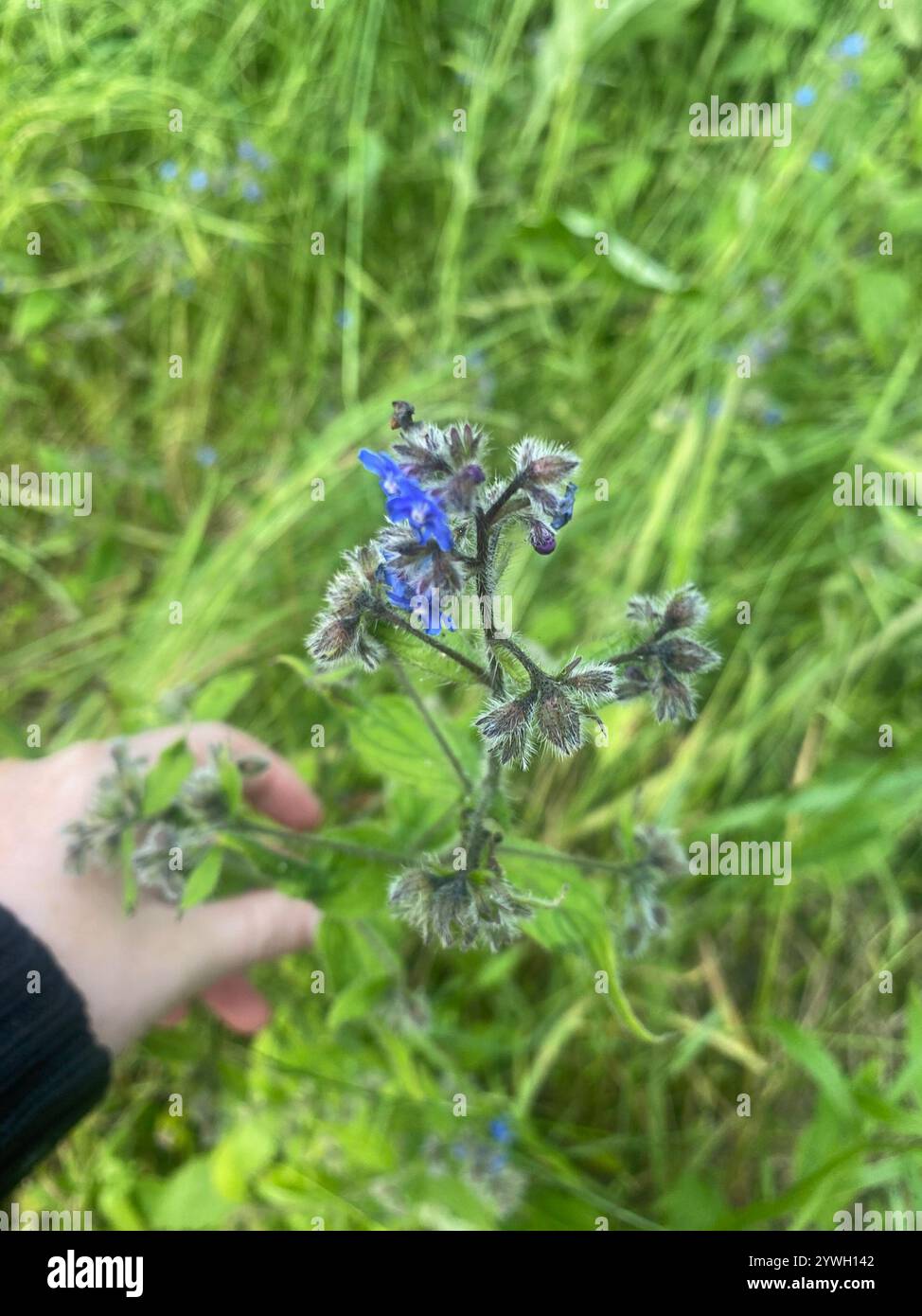 Green Alkanet (Pentaglottis sempervirens Stock Photo - Alamy