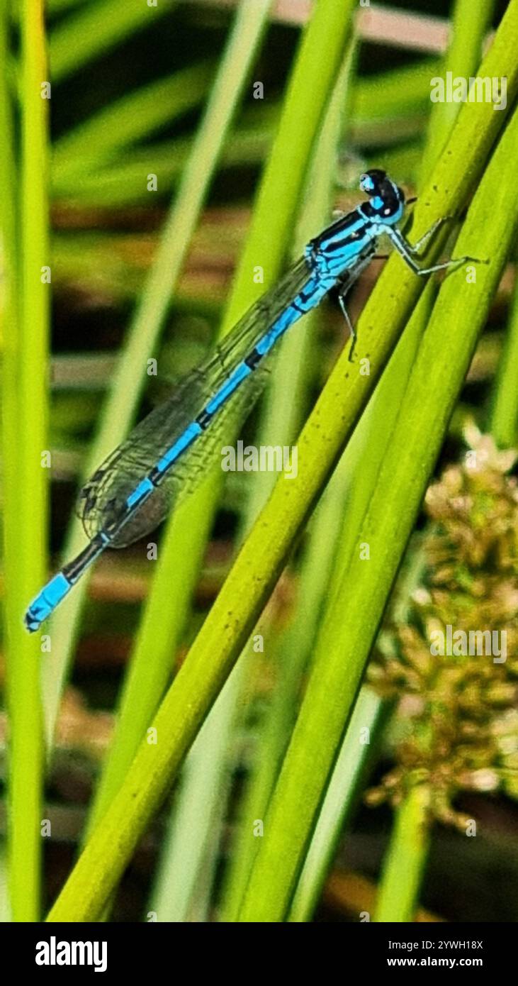 Azure Damselfly (Coenagrion puella Stock Photo - Alamy