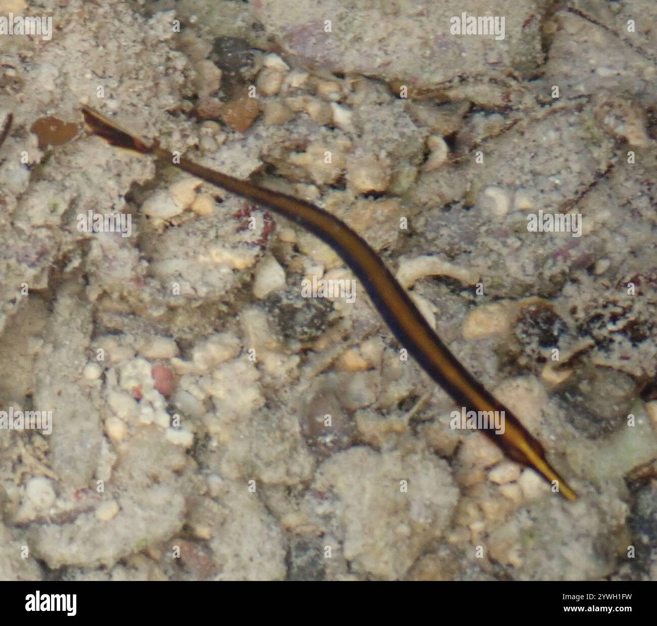 Doryrhamphus hires stock photography and images Alamy